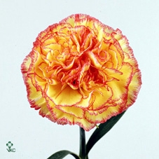 <h4>DI ST TUNDRA (BABA) 55</h4>