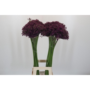 Allium 'Cherry'