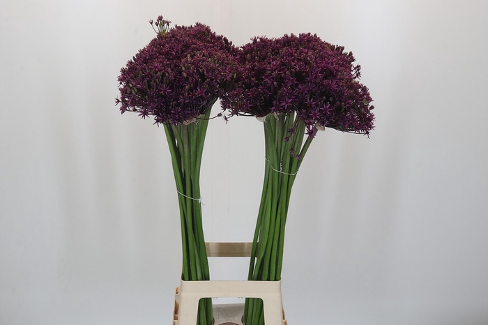 <h4>Allium 'Cherry'</h4>