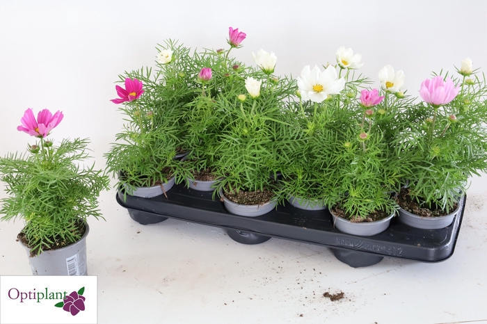 <h4>COSM BIP SON GEM</h4>