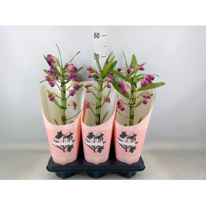 Dendrobium nob. 'StarCla Akatsuki'
