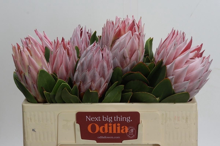 <h4>PROTEA CYNAROIDES</h4>