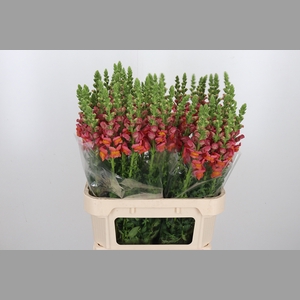 Antirrhinum Dark Orange