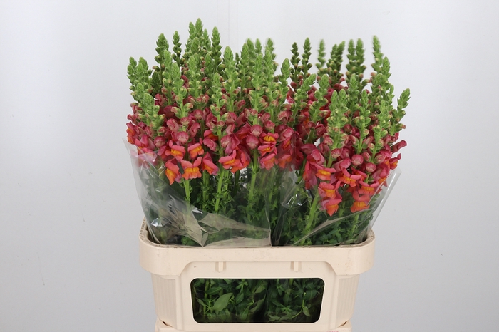<h4>Antirrhinum Dark Orange</h4>