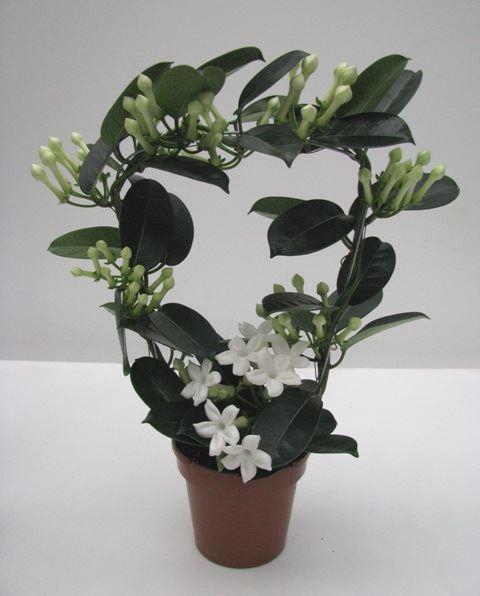 <h4>Stephanotis floribunda   ...</h4>