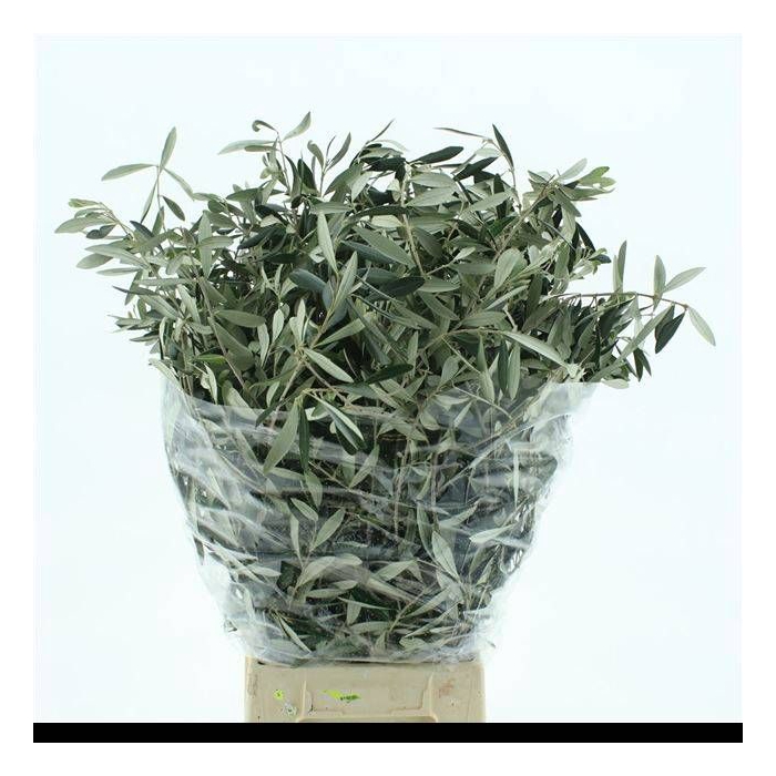 <h4>OLEA EUROPAEA BS</h4>