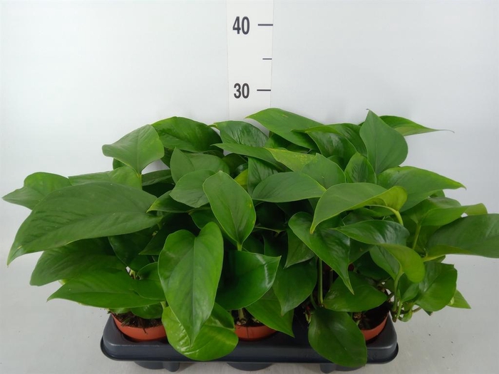 <h4>Epipremnum ...</h4>