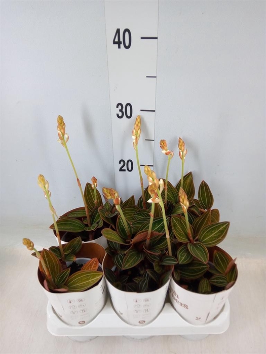 <h4>Ludisia discolor</h4>