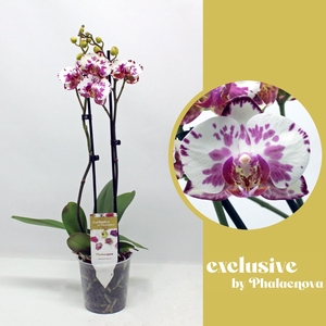 Phalaenopsis wit meer takken