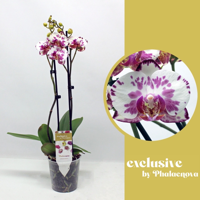 <h4>Phalaenopsis wit meer takken</h4>