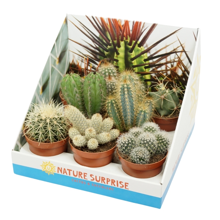 <h4>Cactus Gemengd Showdoos</h4>