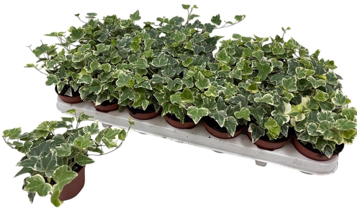 <h4>HED HE WHITE WONDER</h4>