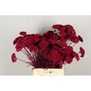 DF Achillea Paint Bs Cerise