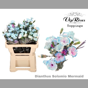 DI SOLOMIO MERMAID (L50CM)