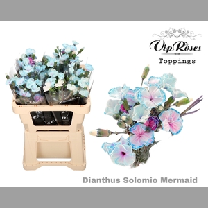 DI SOLOMIO MERMAID (L50CM)