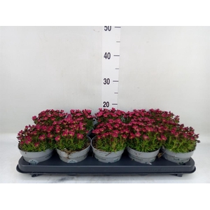 Saxifraga arend. 'Touran Deep Red'