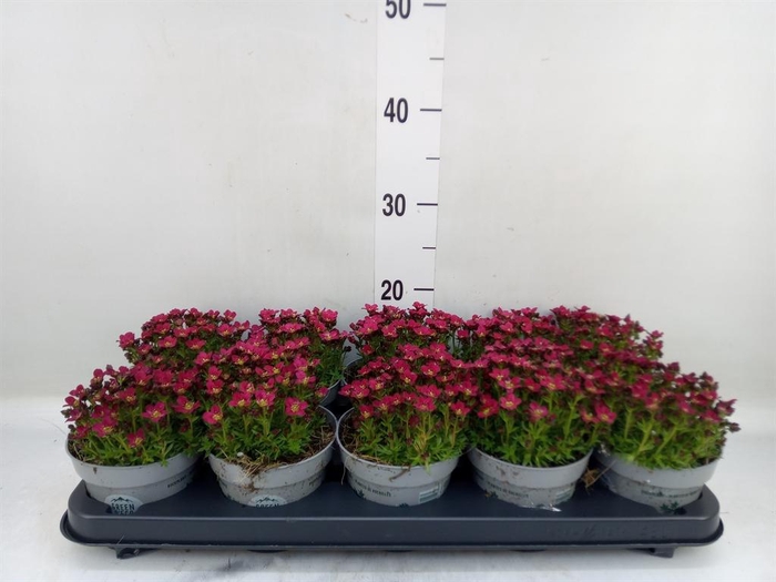 <h4>Saxifraga arend. 'Touran Deep Red'</h4>