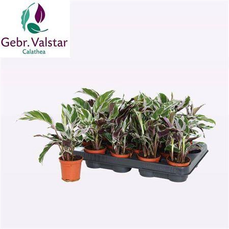 <h4>Calat Fusion White</h4>