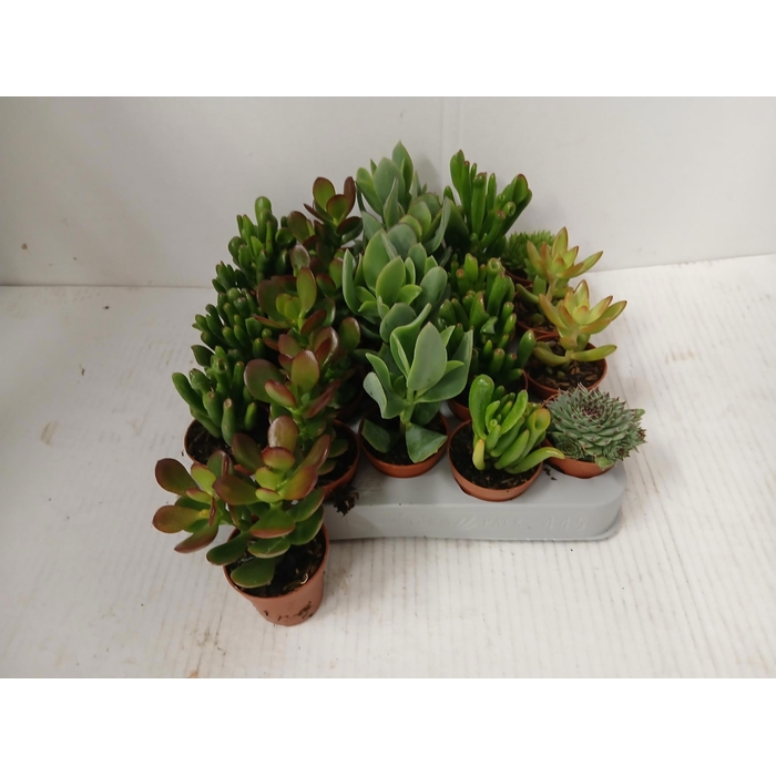 <h4>Crassula Mixed 5,5Ø 10cm</h4>