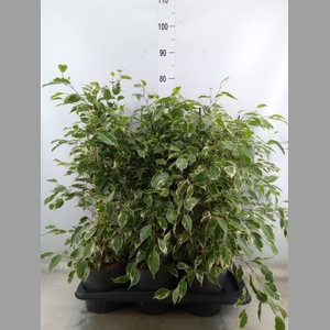 Ficus benja. 'Twilight'