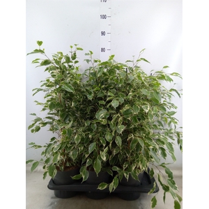 Ficus benja. 'Twilight'