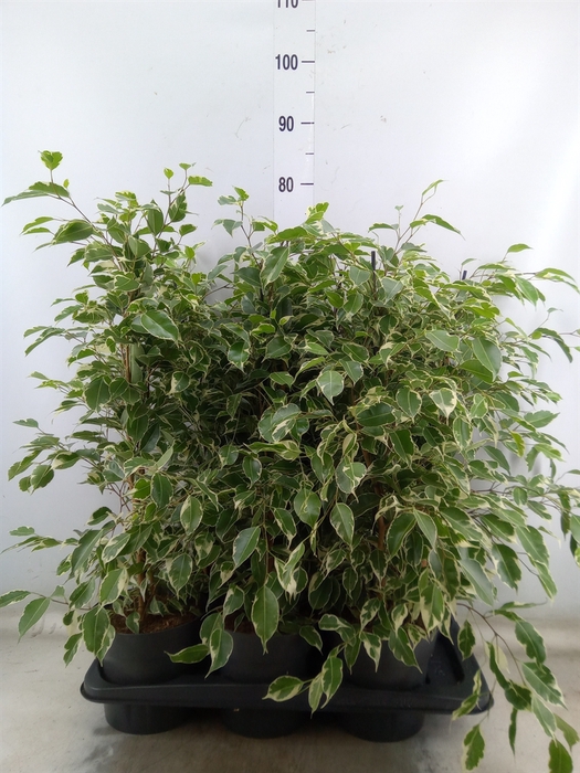 <h4>Ficus benja. 'Twilight'</h4>