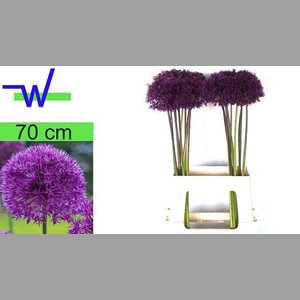 ALLIUM PURPLE SENS