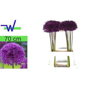 ALLIUM PURPLE SENS