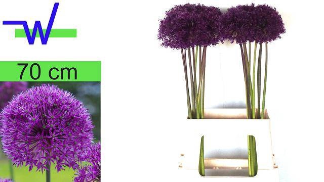 <h4>ALLIUM PURPLE SENS</h4>