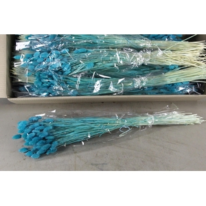 DF Phalaris Bs Turquoise 100g
