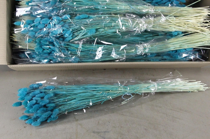 <h4>DF Phalaris Bs Turquoise 100g</h4>