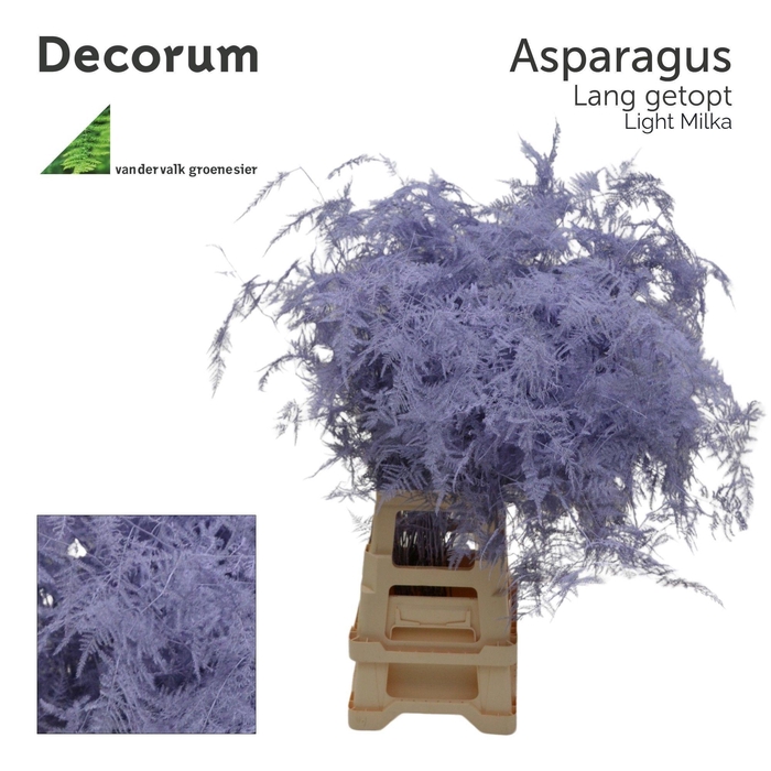 <h4>Asp lang getopt Light milka</h4>