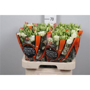 Eus G Alissa Light Green