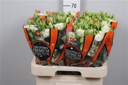 <h4>Eus G Alissa Light Green</h4>