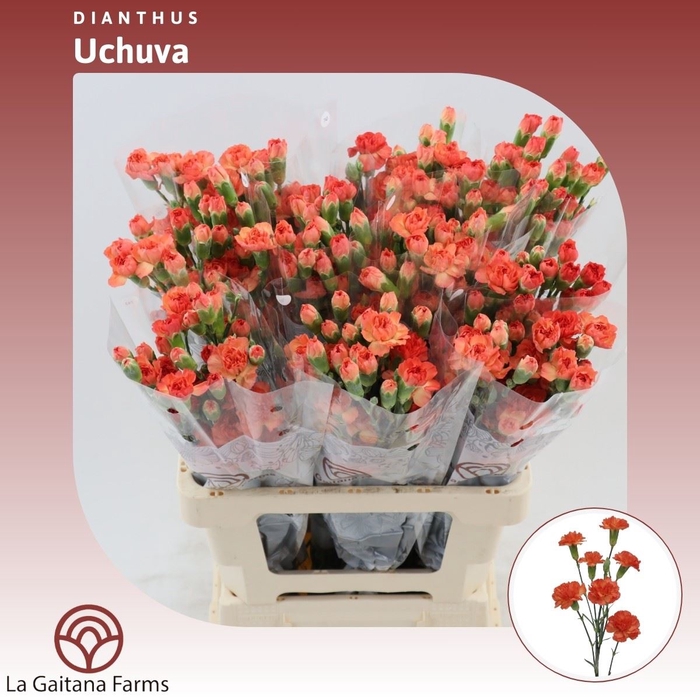 <h4>Dianthus tr Uchuva</h4>