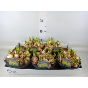 Narcissus  'Tete a tete'