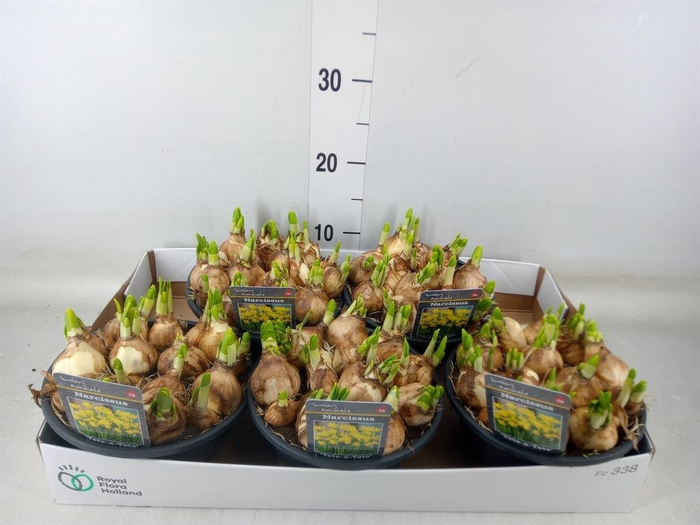 <h4>Narcissus  'Tete a tete'</h4>