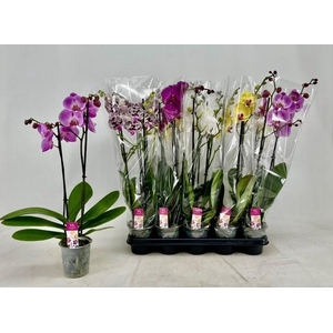 PHAL GEM