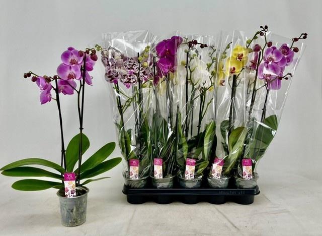 <h4>PHAL GEM</h4>
