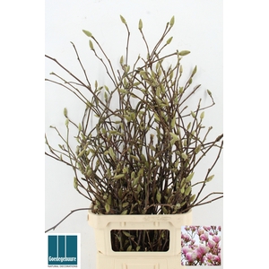 MAGNOLIA GRANDIFLORA