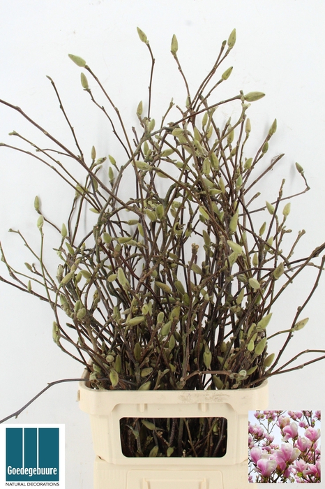 <h4>MAGNOLIA GRANDIFLORA</h4>