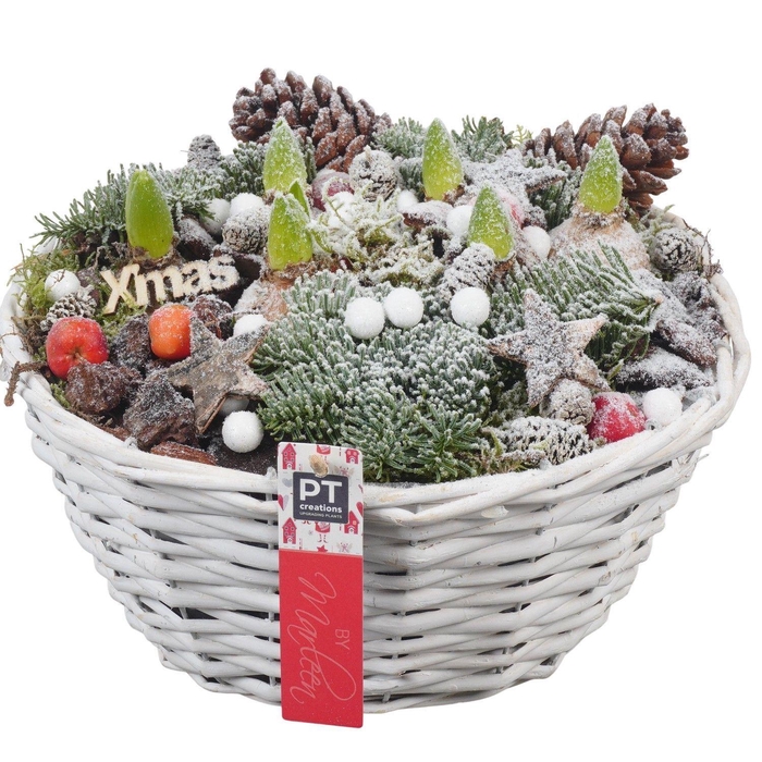 <h4>Arr. Hyacinthus H%</h4>