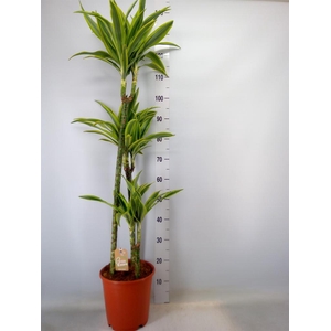 Dracaena fr de 'LemonLime'