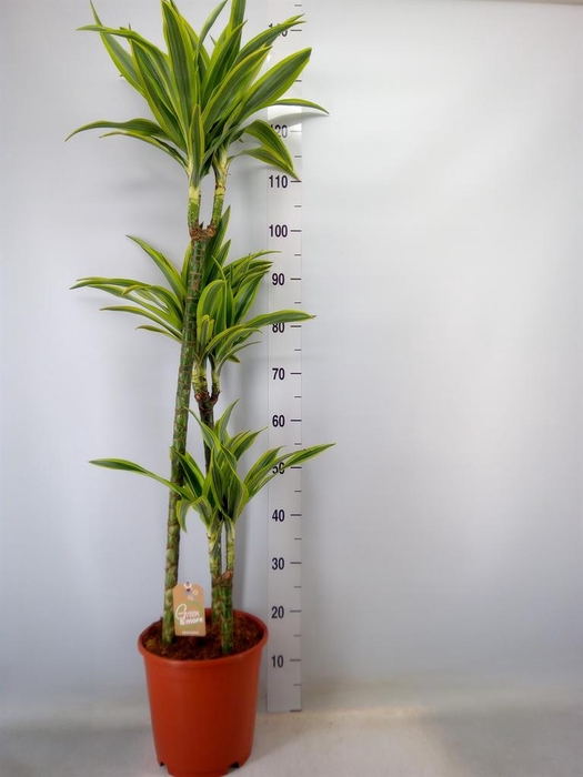 <h4>Dracaena fr de 'LemonLime'</h4>