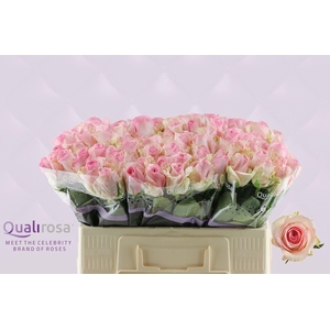 R Gr Sorbet Avalanche