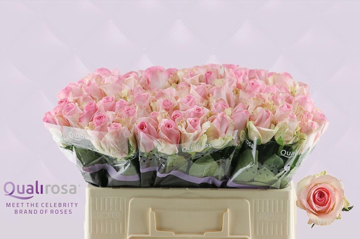 <h4>R Gr Sorbet Avalanche</h4>