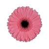 GERB PRE - INTENZZ >10 050 CM DIAM MIN 10 CM ROSA