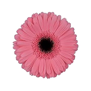 GERB PRE - INTENZZ >10 050 CM DIAM MIN 10 CM ROSA