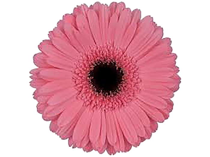 GERB PRE - INTENZZ >10 050 CM DIAM MIN 10 CM ROSA