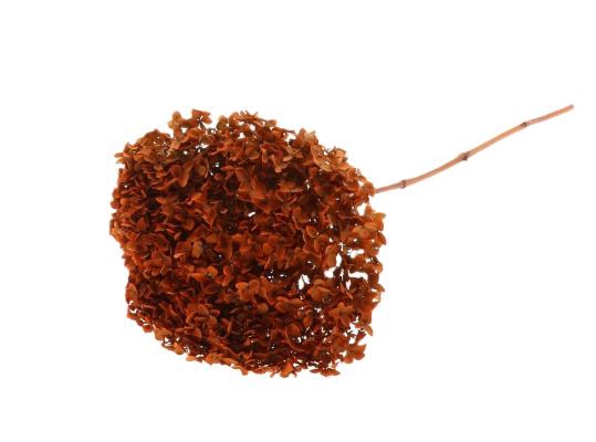 Branch Hydrangea L70D23